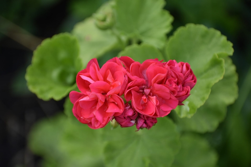liście geranium.jpg