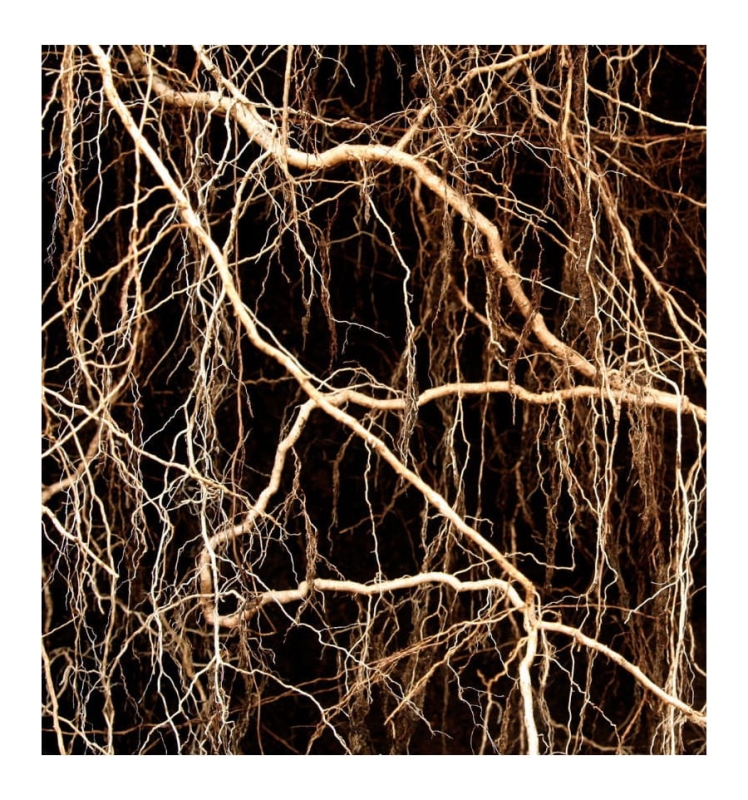 wetiweria pachnaca.jpg