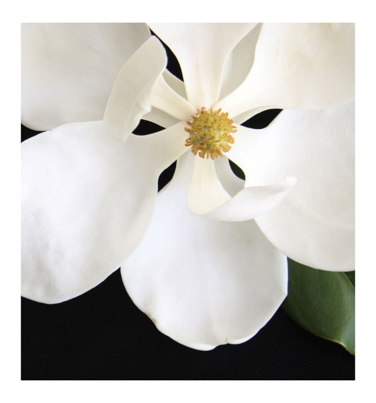 magnolia.jpg