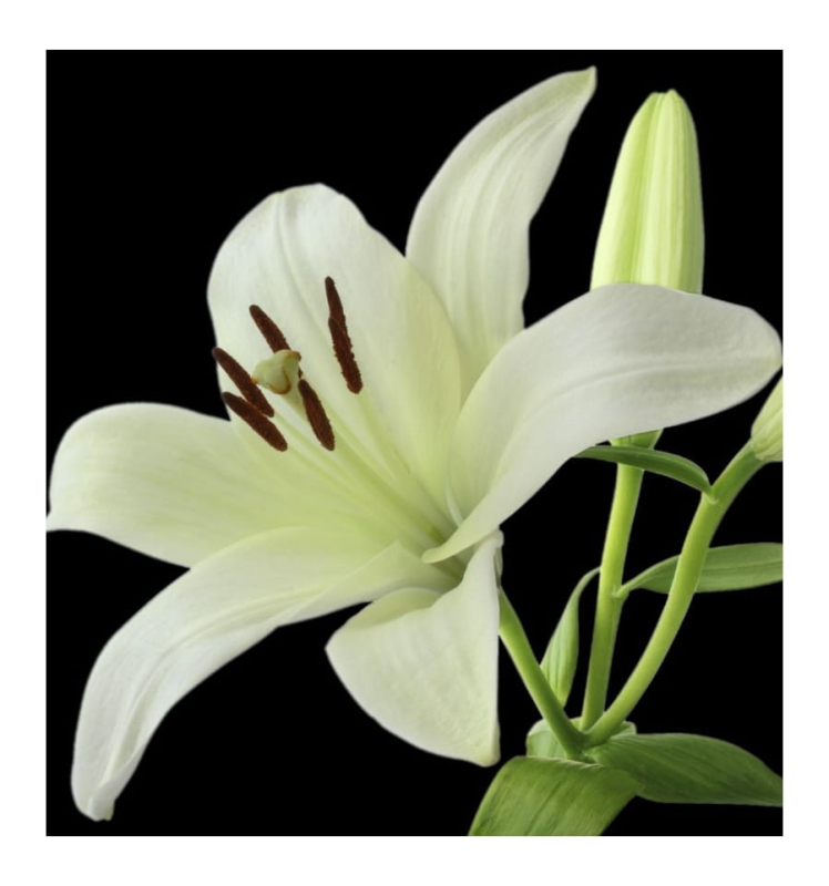 lilia biała.jpg
