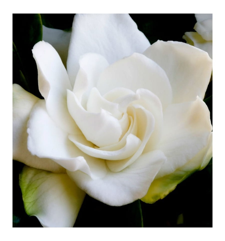 gardenia.jpg