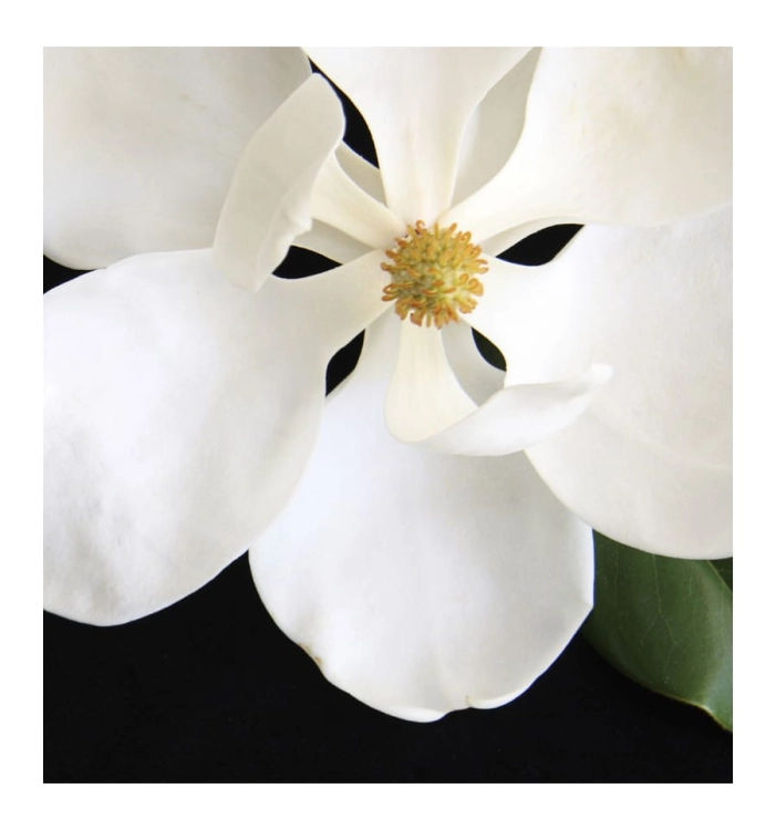 magnolia.jpg