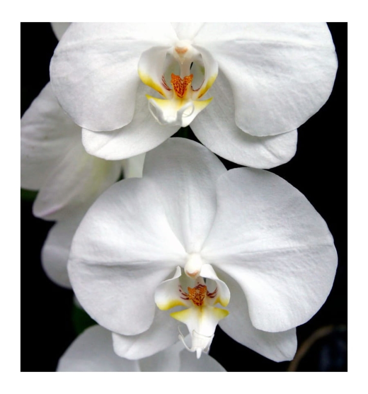 orchidea.jpg