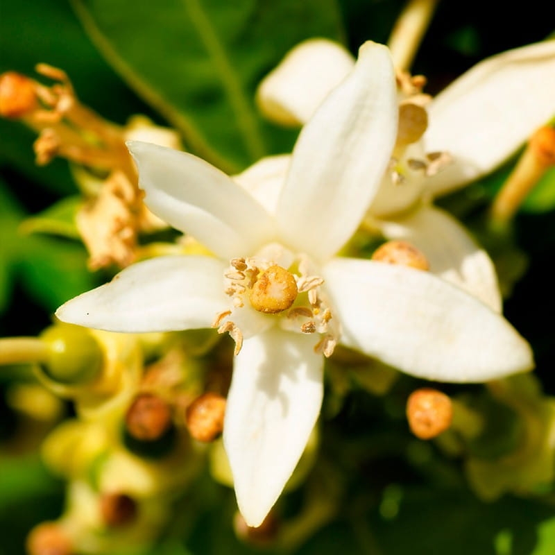 kwiat pomarańczy.jpg