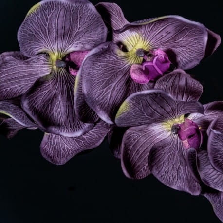 Nuta: Czarna orchidea
