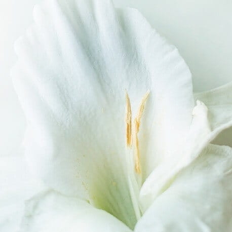 Yodeyma Valia nuty zapachowe(1).jpg