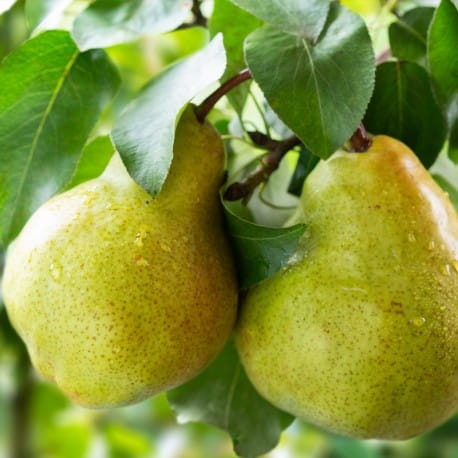 yodeyma amira 100ml perfumy.jpg