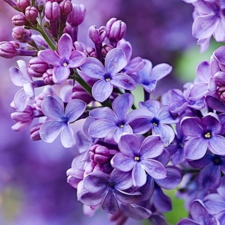 yodeyma silk elixir 100ml.jpg