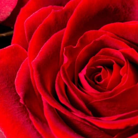 yodeyma silk elixir 100ml.jpg