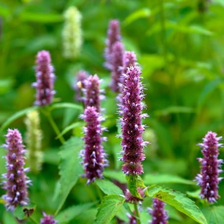 yodeyma oud gem 100ml perfumy 2.jpg