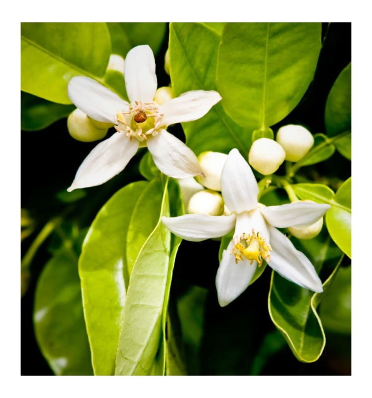 kwiat grejpfruta.jpg